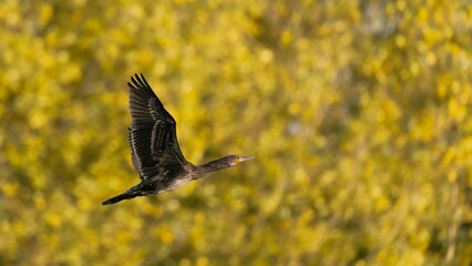 Cormorant /Phalacrocoracidae