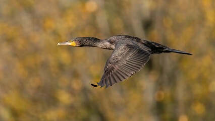 Cormorant /Phalacrocoracidae