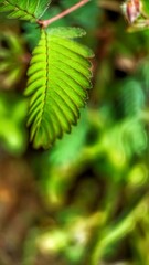 fern leaf in the forest