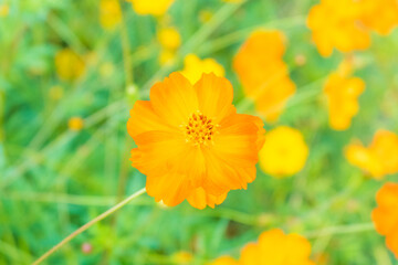 Yellow cosmos flower blooming in garden..