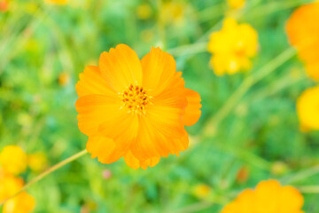 Yellow cosmos flower blooming in garden..