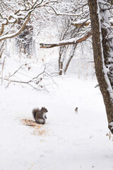 Squirrels eating nuts on snow. 