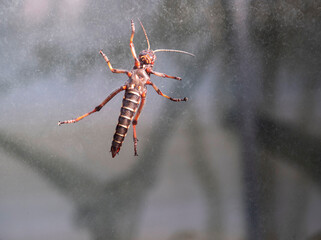 The locust insect, capable of forming large swarms that migrate considerable distances. A...