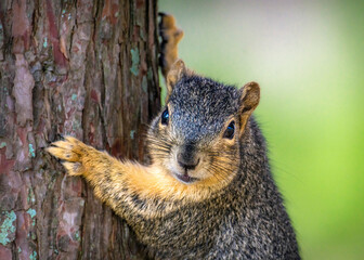This is my tree - Stay away!