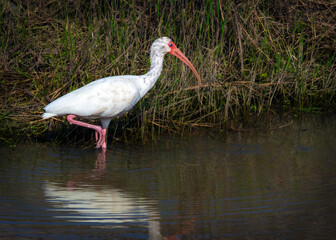 White Ibis taking a stroll in the water.