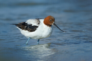Red-necked Avocet - Recurvirostra novaehollandiae also Australian avocet or Cobbler, cobbler's awl, and painted lady, black and white endemic bird with brown head in the blue water