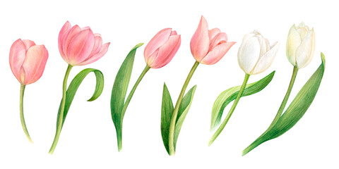 Watercolour painting of white and pink tulips with leaves isolated on a white background. Blossoms anf complitely opened