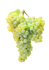 Bunch of grapes on a white background