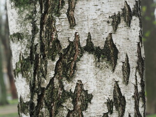 Old birch bark texture close-up