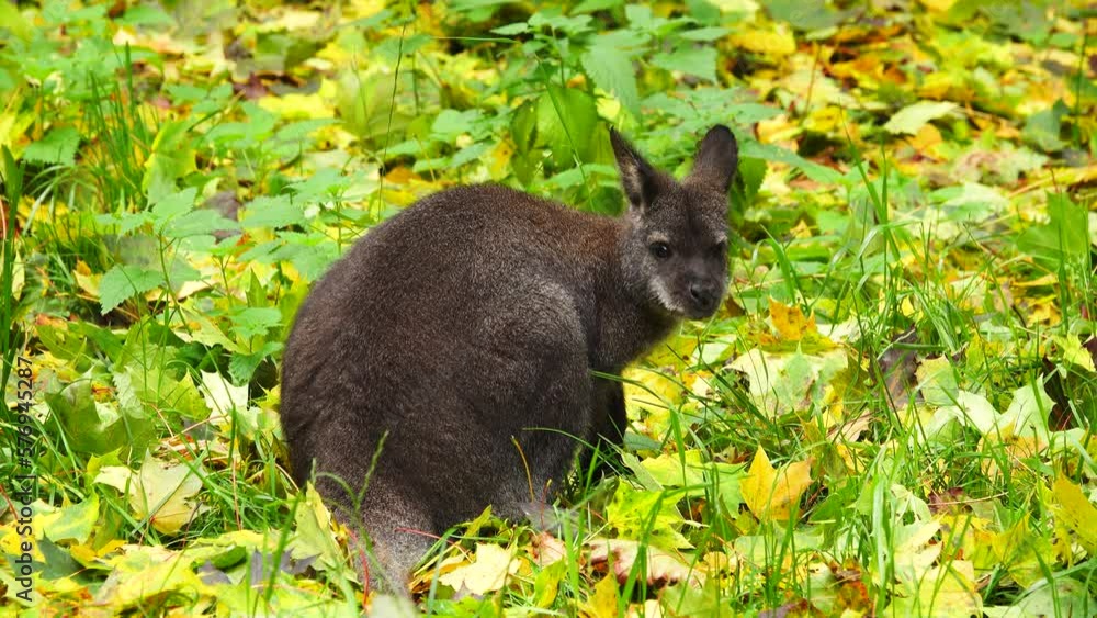 Poster red-necked wallaby eats grass on yellow-green leaves