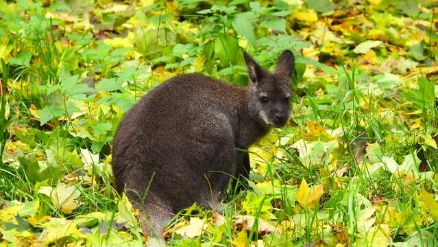 red-necked wallaby eats grass on yellow-green leaves