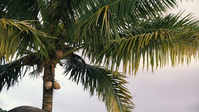Coconut palm tree with coconuts hanging and branches swaying in the wind