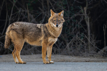  wolf in the wild