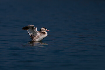 great crested grebe