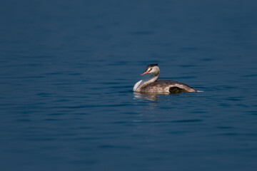 great crested grebe