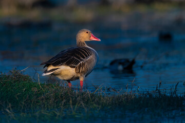 goose on the water