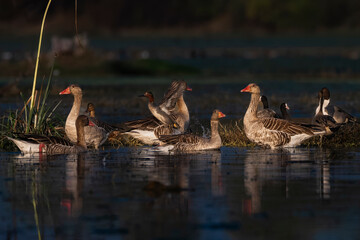 ducks on the lake