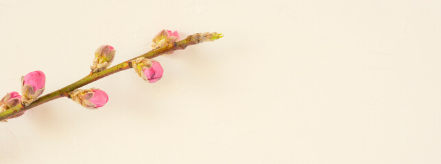 Spring background material. Japanese paper and peach blossom background. 春の背景素材。和紙と桃の花の背景