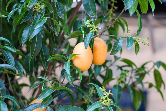 Thai Plango tropical fruit (Boueaburmanica Griff) with green leaf hang on branch of green tree garden farm background