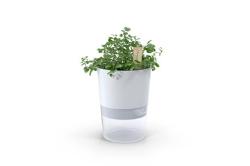Fototapeta premium herbs in a glass