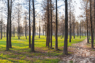 The natural scenery of the suburban grove