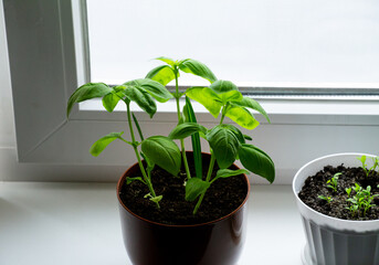 basil grows on the windowsill. grow seedlings at home. garden in the apartment