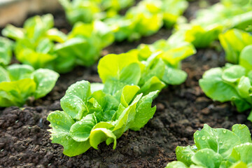 organic vegetable garden Growing vegetables naturally without harmful chemicals and pesticides