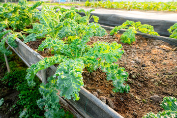 organic vegetable garden Growing vegetables naturally without harmful chemicals and pesticides