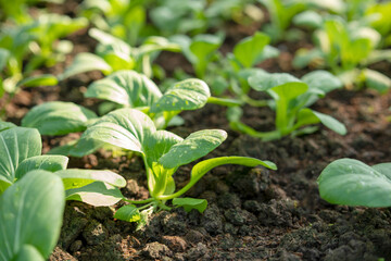 organic vegetable garden Growing vegetables naturally without harmful chemicals and pesticides