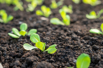 organic vegetable garden Growing vegetables naturally without harmful chemicals and pesticides