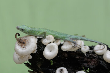 An emerald tree skink ready to eat a scorpion in the wild mushroom colony growing on weathered tree trunks. This reptile has the scientific name Lamprolepis smaragdina.