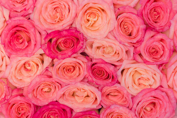Stack of pink rose bouquet .