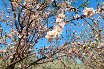 Branches of flowering almond trees