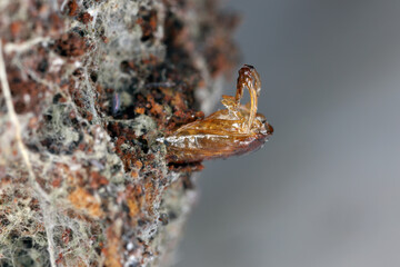 Pupa exuviae of Archinemapogon yildizae, moth of the family Tineidae known as fungus moths or tineid moths. The larvae feed on bracket fungus. 