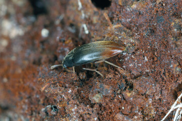 False darkling beetle, Orchesia micans, Melandryidae family on fungi.