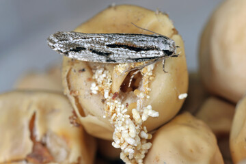 Archinemapogon yildizae, moth of the family Tineidae known as fungus moths or tineid moths. The larvae feed on bracket fungus, either Fomes or Piptorus which grows on birch (Betula).