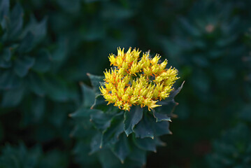 Rhodiola rosea blooming yellow flower and green stems close-up. Flower sprouts in spring. Golden...