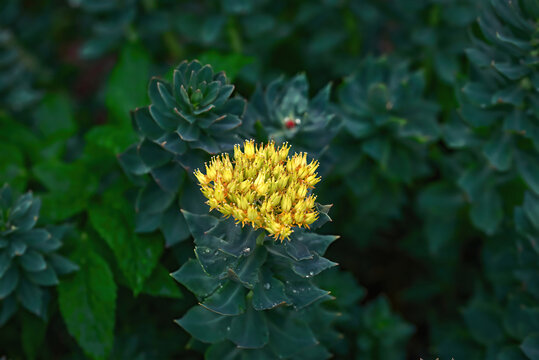 Rhodiola rosea blooming yellow flower and green stems close-up. Flower sprouts in spring. Golden Root, Rose Root or Roseroot plant. Medicinal plant Rhodiola rosea, green background.