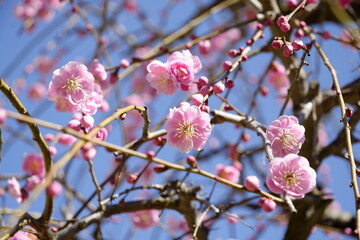 梅の花