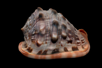 Cypraecassis rufa is a species of large sea snail, a marine gastropod mollusk in the family Tonnidae. Isolated in black background.