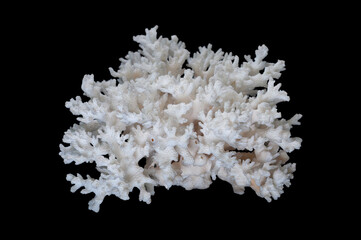 Corals are marine organisms in class Anthozoa of phylum Cnidaria typically living in compact...