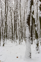 Frosty branches and trunk of the hornbeam trees in snowy forest