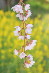 桜と菜の花
