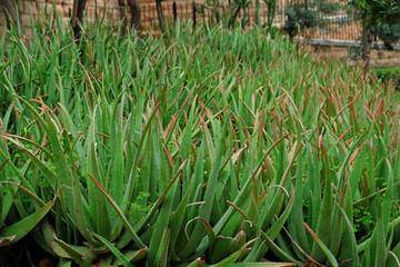 Fototapeta premium Plantation of medicinal Aloe Vera plants growing in farm. Aloe vera is useful plant for skin and hair care, used in cosmetics and alternative medicine