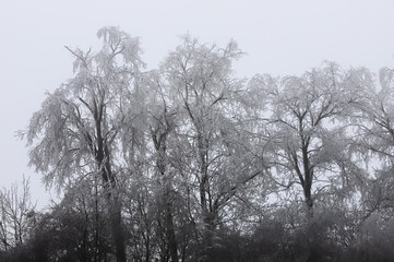 Trees and bushes covered in frozen rain. winter landscape after a freezing rain