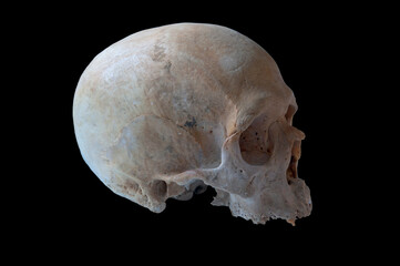 authentic human skull in right view isolated in black background