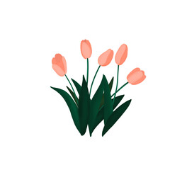 Tulip