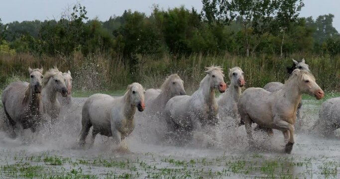 Camargue Horse, Herd trotting or galloping through Swamp, Saintes Marie de la Mer in Camargue, in the South of France, Slow Motion 4K
