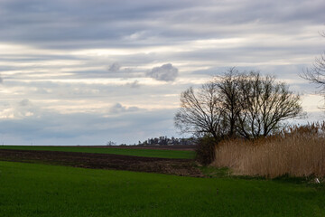 View of a spring plowed field, a tree, and a beautiful sky with clouds