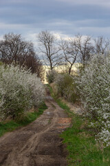 Fototapeta na wymiar Alley of flowering cherry trees and dirt road, springtime view